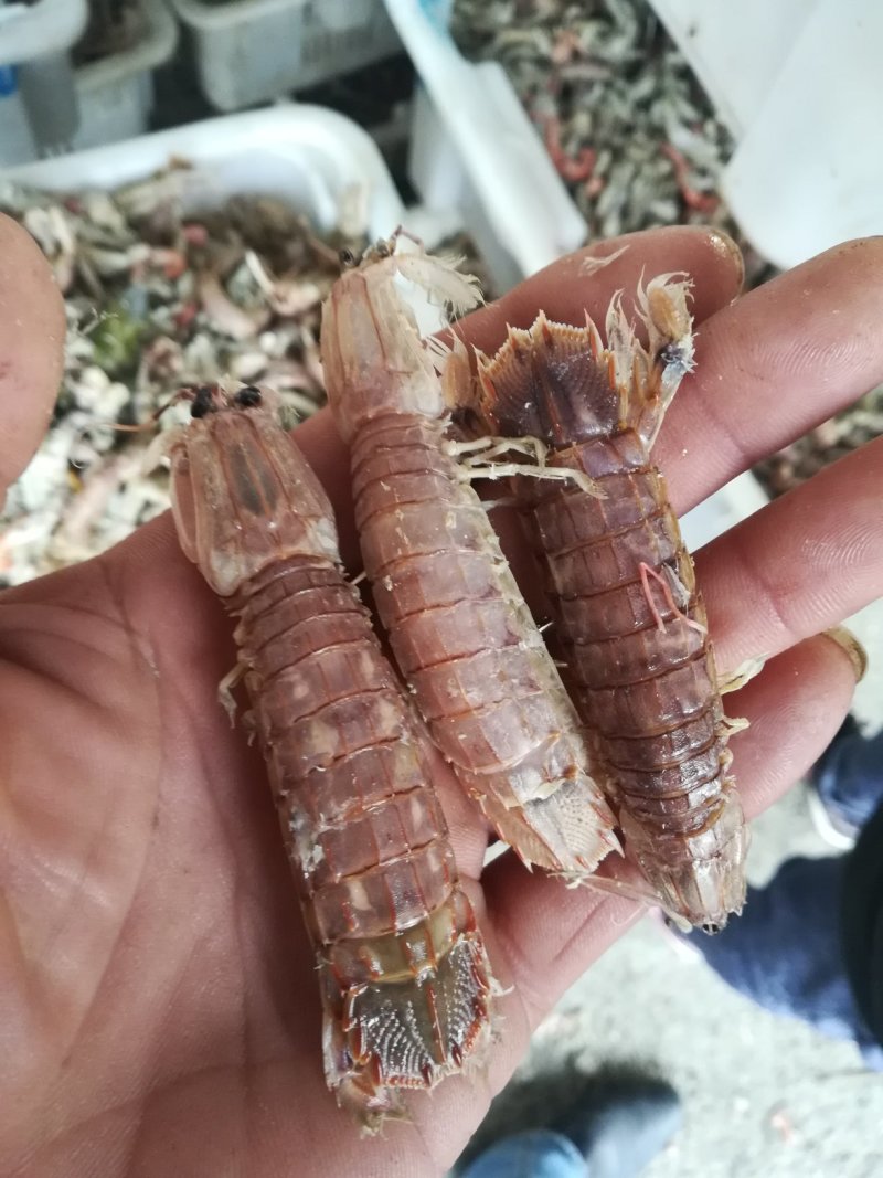 皮皮虾
