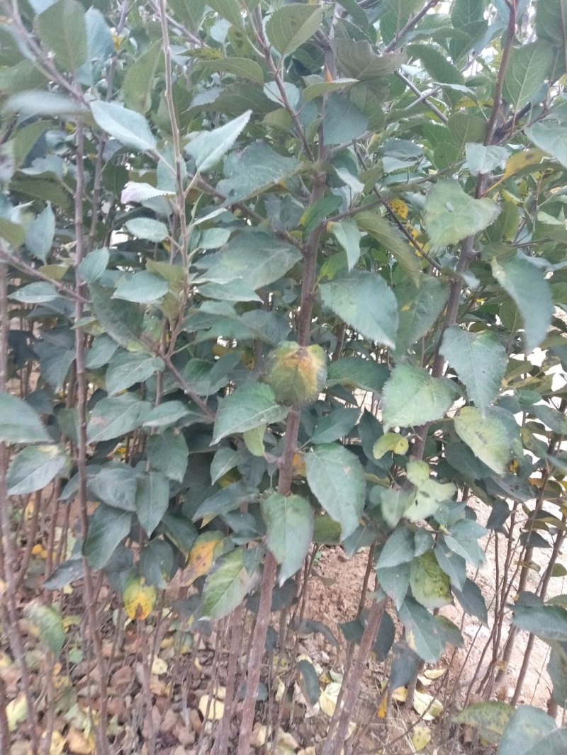 苹果苗，优质烟富八苹果嫁接苗，烟富O，红肉苹果苗：