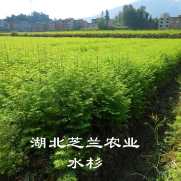 产地批发一年生水杉树50公分高水杉种苗地径零点八水杉
