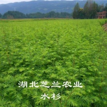 湖北基地农户直销一年生水杉树苗高四十公分水杉小苗