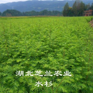湖北基地农户直销一年生水杉树苗高四十公分水杉小苗