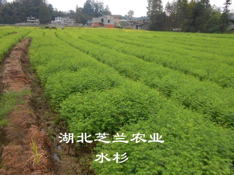 产地批发一年生水杉树50公分高水杉种苗地径零点八水杉