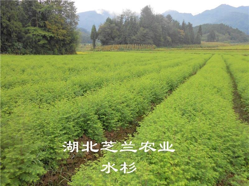 产地批发一年生水杉树50公分高水杉种苗地径零点八水杉