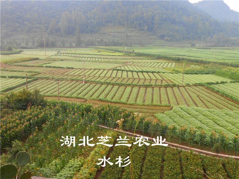 产地批发一年生水杉树50公分高水杉种苗地径零点八水杉