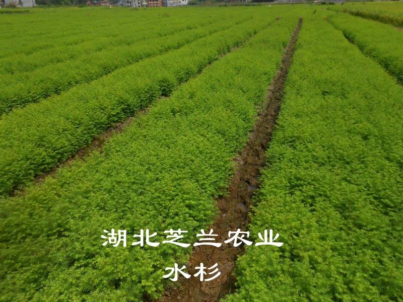 产地批发一年生水杉树50公分高水杉种苗地径零点八水杉