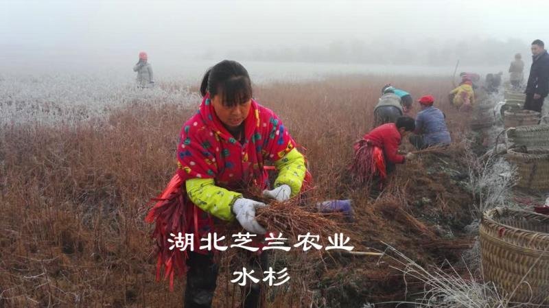 产地批发一年生水杉树50公分高水杉种苗地径零点八水杉