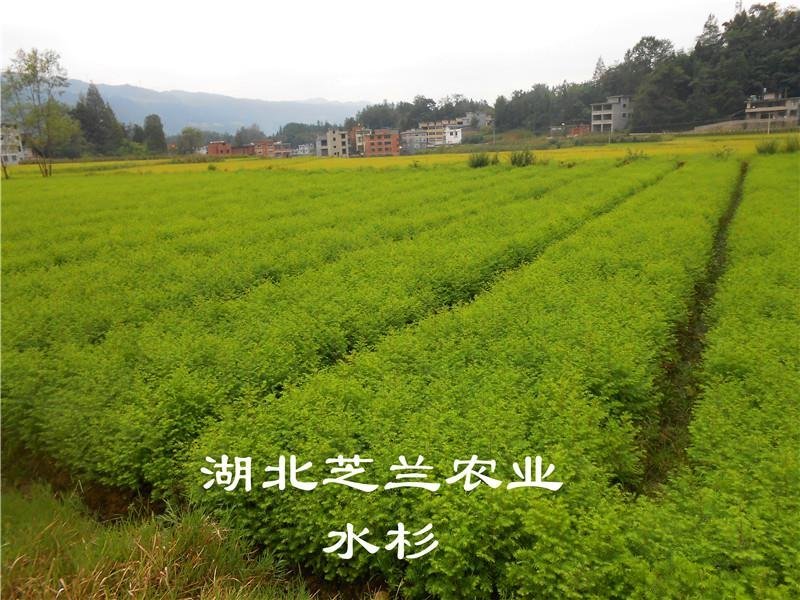 产地批发一年生水杉树50公分高水杉种苗地径零点八水杉