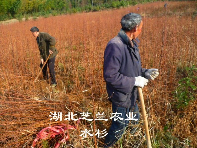 产地批发一年生水杉树50公分高水杉种苗地径零点八水杉