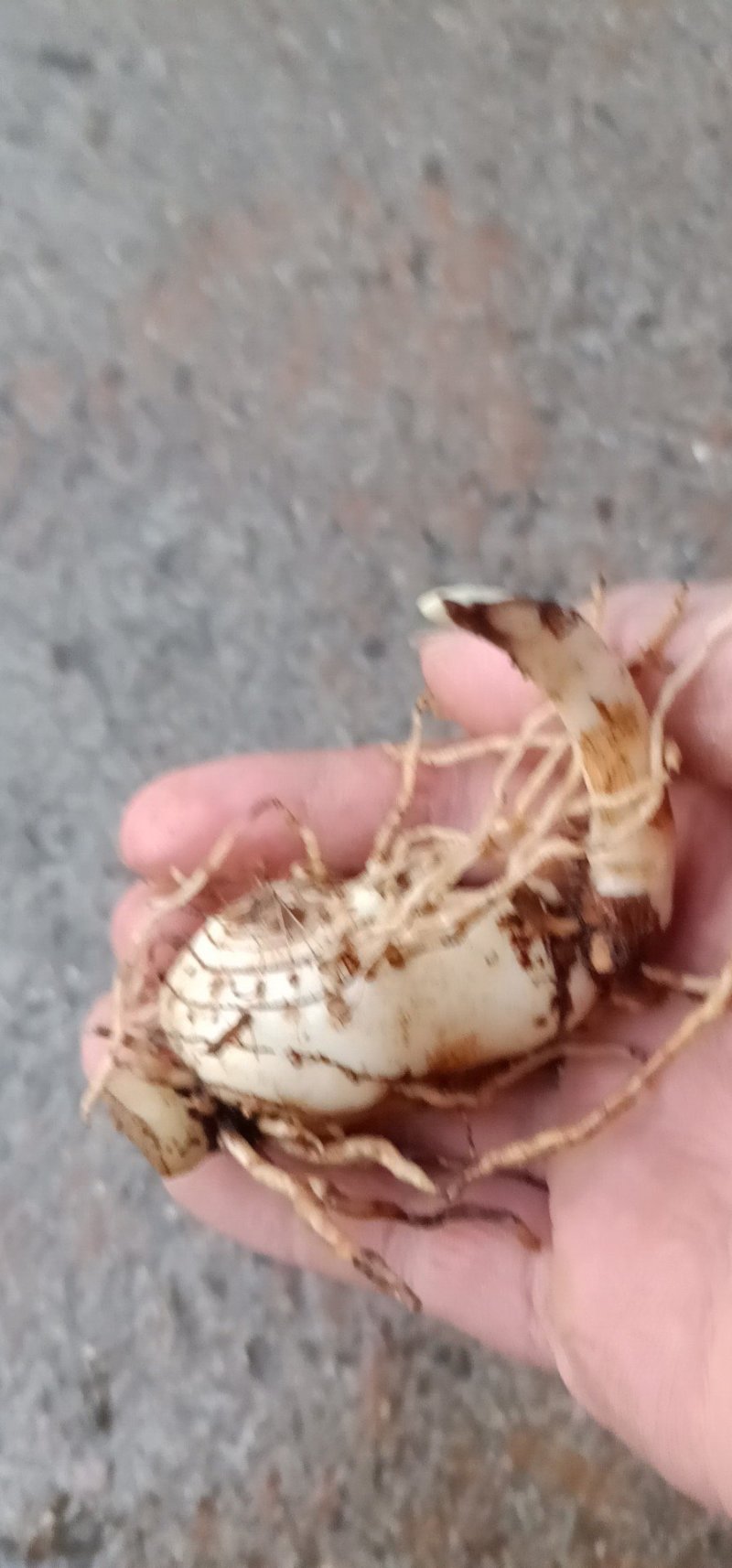 白芨