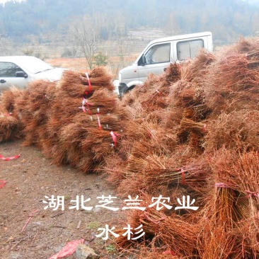 湖北水杉苗水杉盆景树地径零点八水杉苗