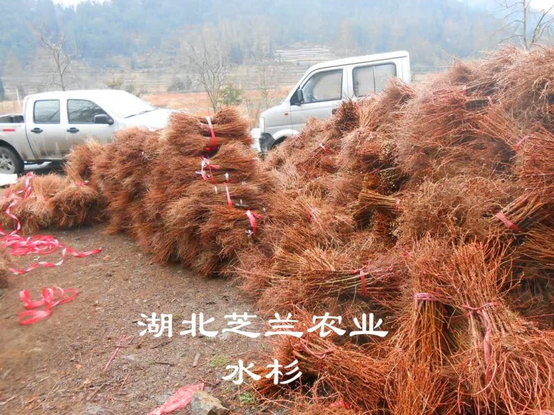 湖北水杉苗水杉盆景树地径零点八水杉苗