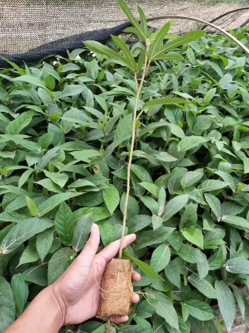 五指毛桃种苗：根部可煲汤可药用：i！！：