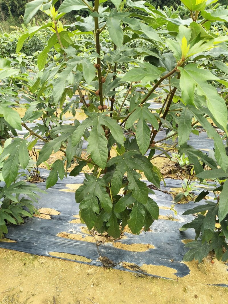 五指毛桃种苗：根部可煲汤可药用：i！！：