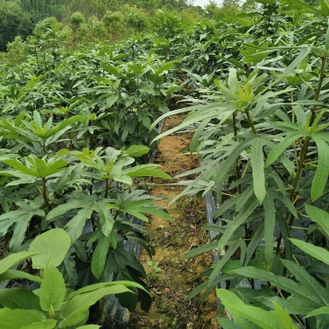 五指毛桃种苗：根部可煲汤可药用：i！！：