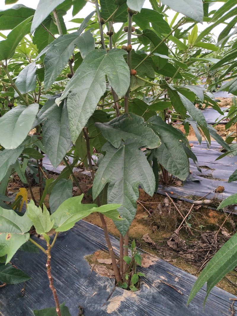 五指毛桃种苗：根部可煲汤可药用：i！！：