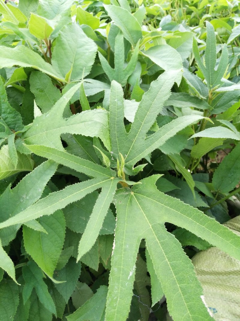 五指毛桃种苗：根部可煲汤可药用：i！！：