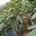 五指毛桃种苗：根部可煲汤可药用：i！！：