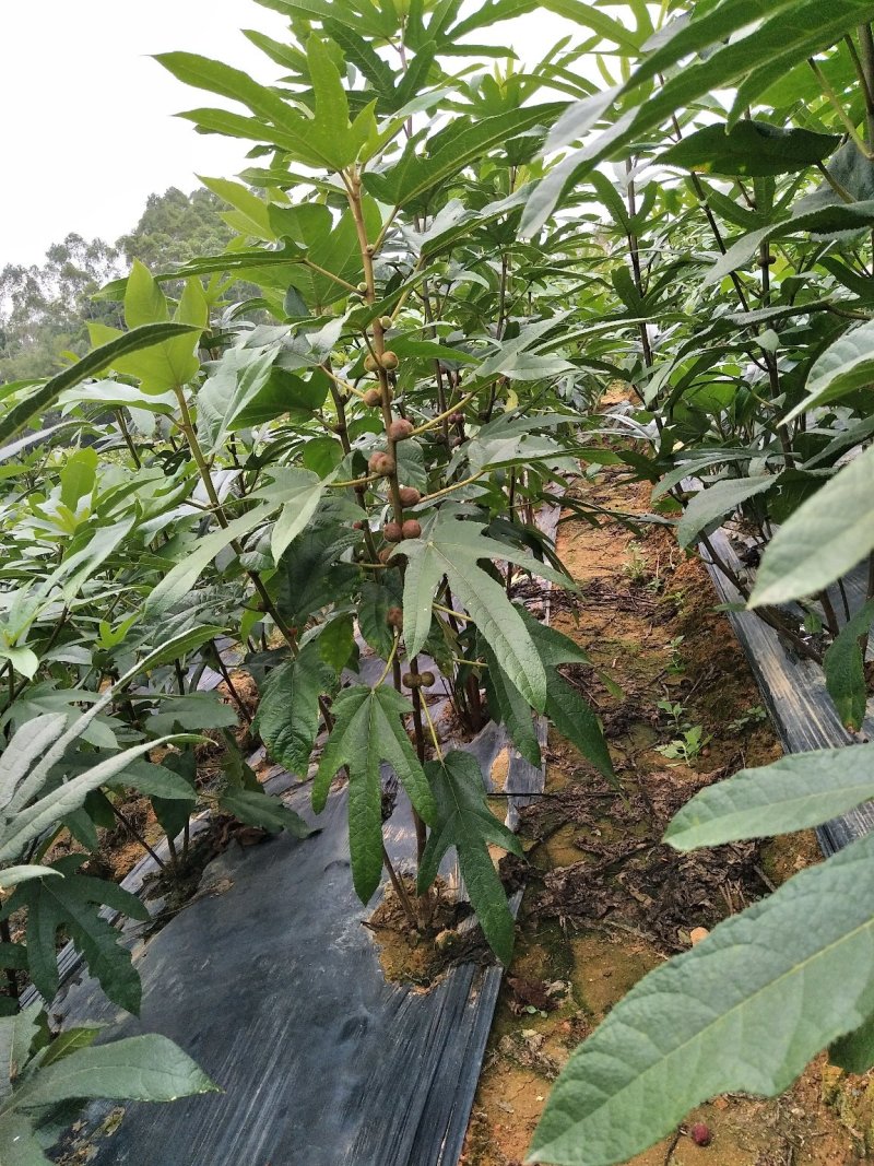 五指毛桃种苗：根部可煲汤可药用：i！！：
