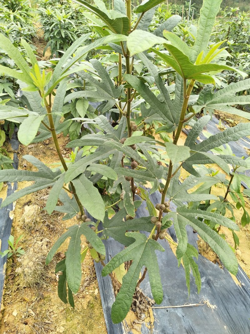 五指毛桃种苗：根部可煲汤可药用：i！！：