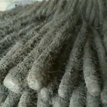 山东聊城莘县白玉山药大量走货中
