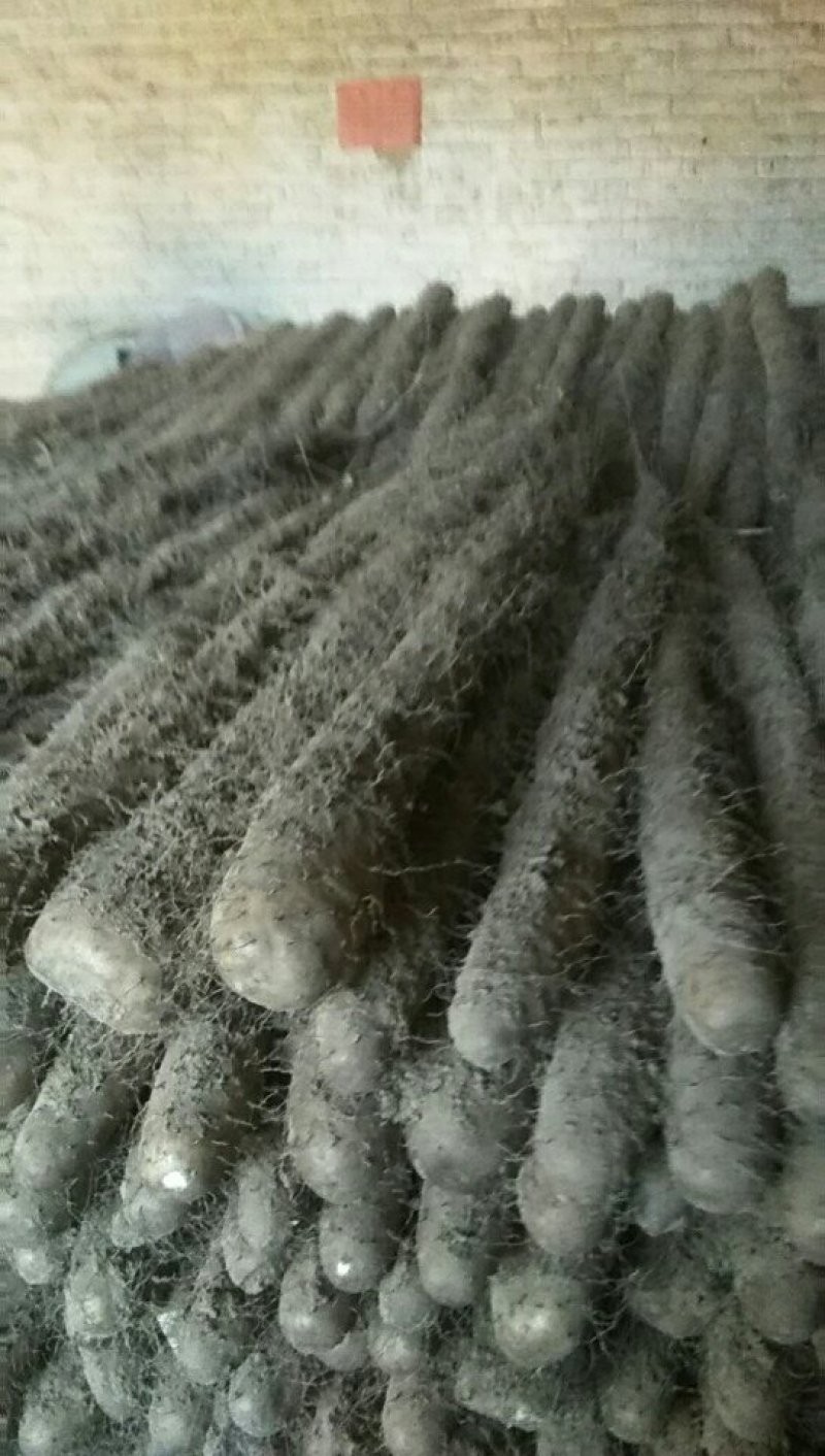 山东聊城莘县白玉山药大量走货中