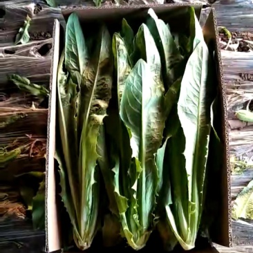 精品油麦菜