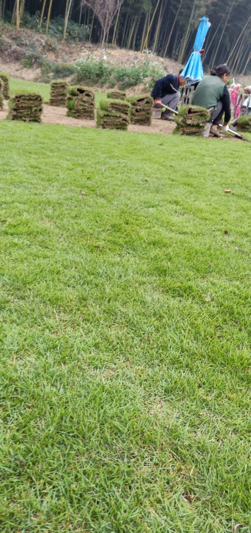 广东马尼拉卷草301003片，福建台湾卷草