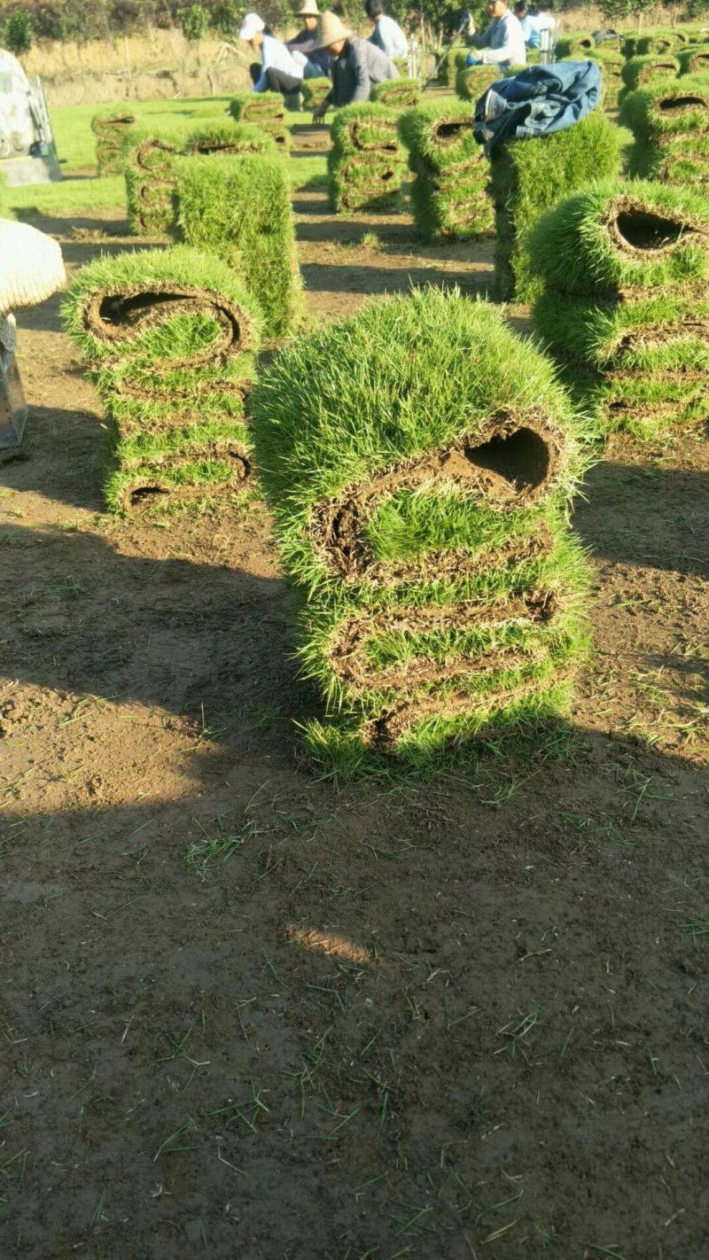 广东马尼拉卷草301003片，福建台湾卷草