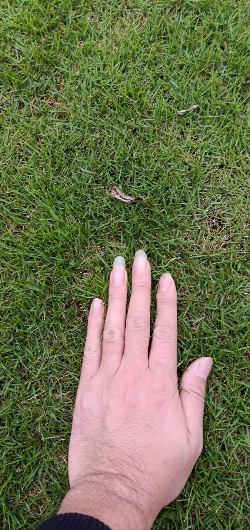 广东马尼拉卷草301003片，福建台湾卷草