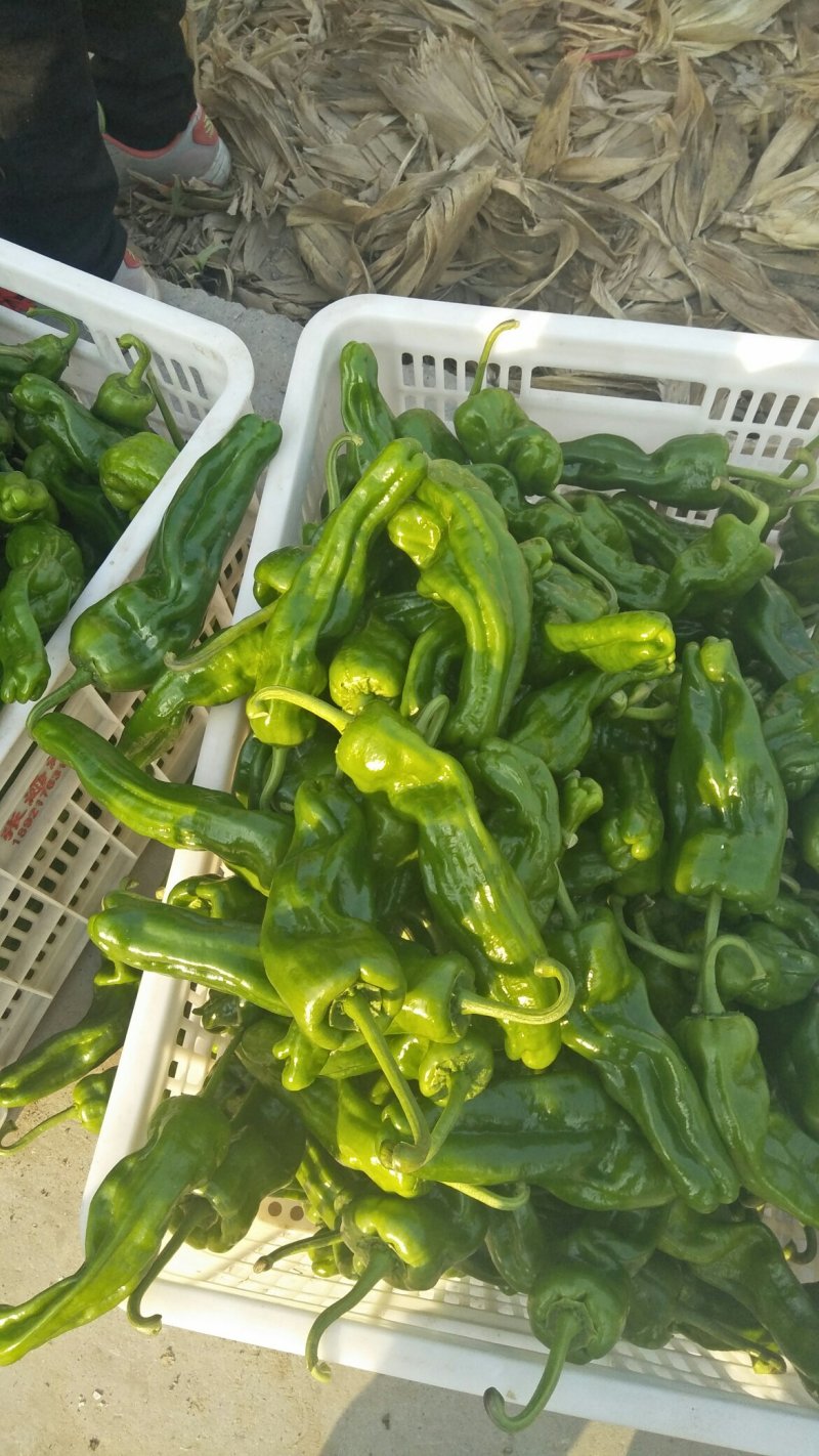精品苏椒五号，产地代销代发万亩基地各种包装都有