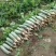 萝卜青萝卜蔬菜萝卜山东萝卜山东潍坊青萝卜货源好