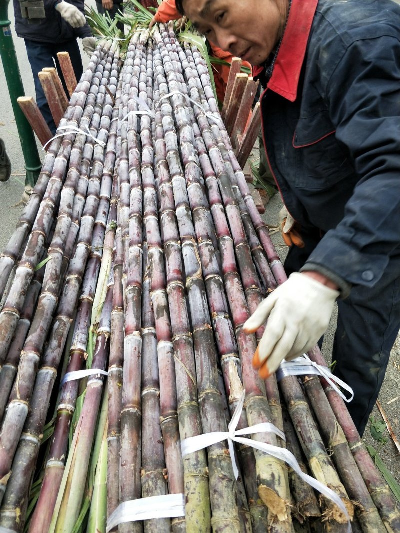 贵州紫皮甘蔗4~6斤3~4cm薄皮甘蔗水果批发