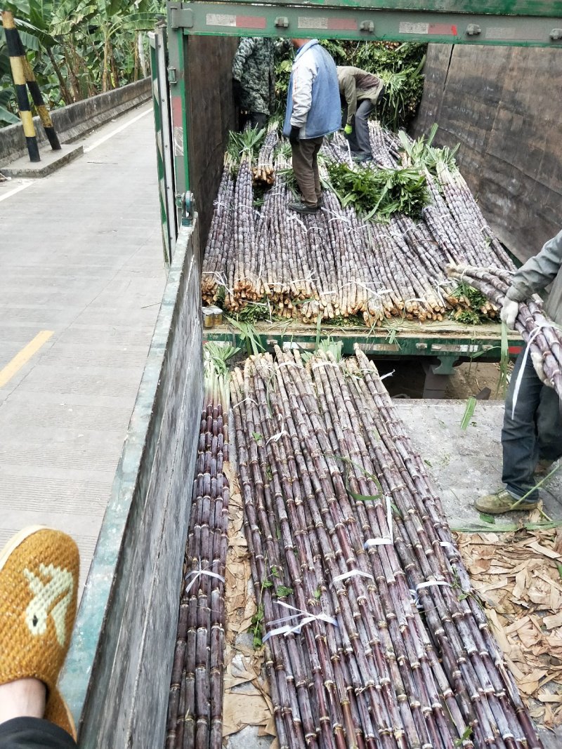 贵州紫皮甘蔗4~6斤3~4cm薄皮甘蔗水果批发