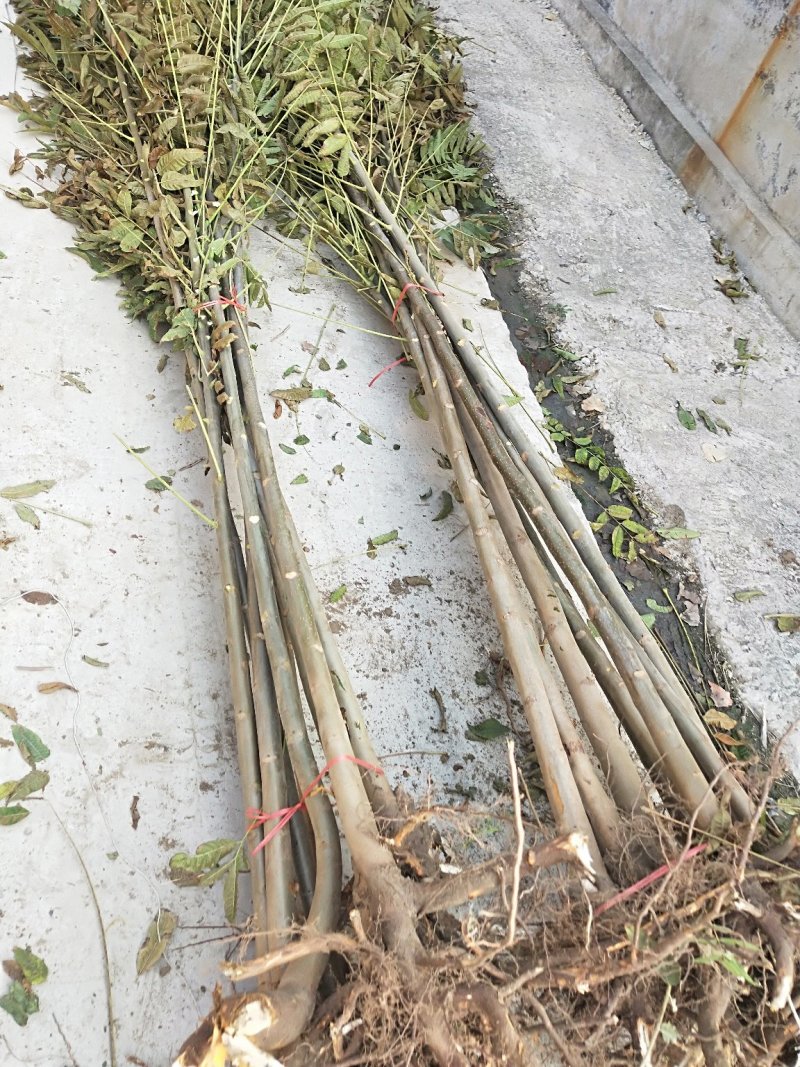 红油香椿苗3公分香椿苗价格