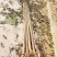 红油香椿苗3公分香椿苗价格