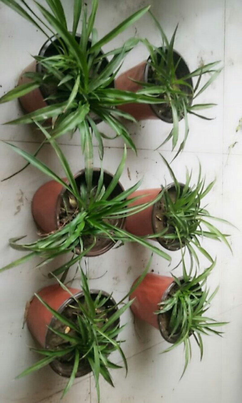 农家自养花。吊兰多尺寸发货，蠡县周边送货到家。