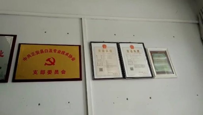 紫花三叉大白芨