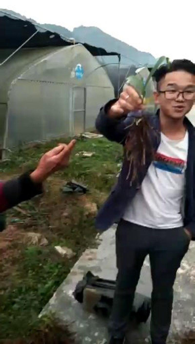 紫花三叉大白芨