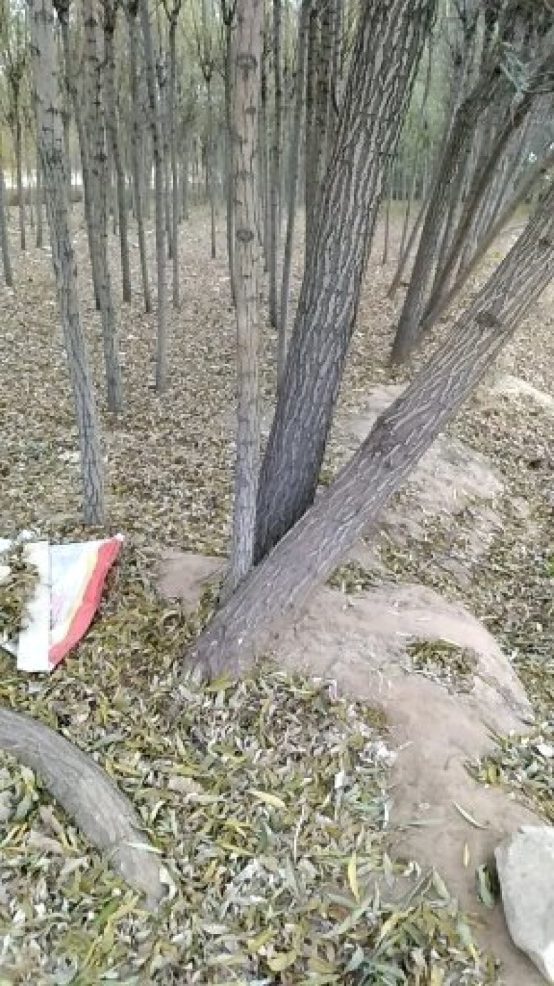 柳树