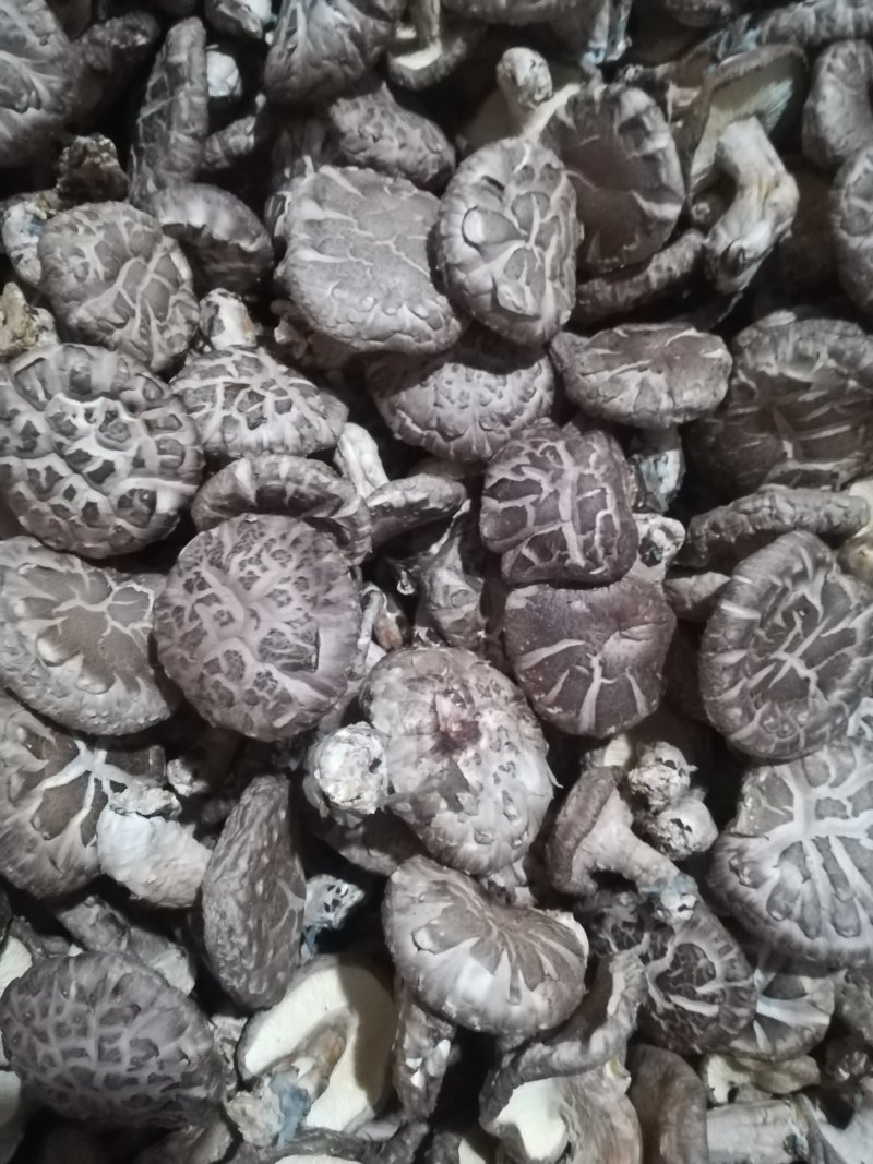 香菇
