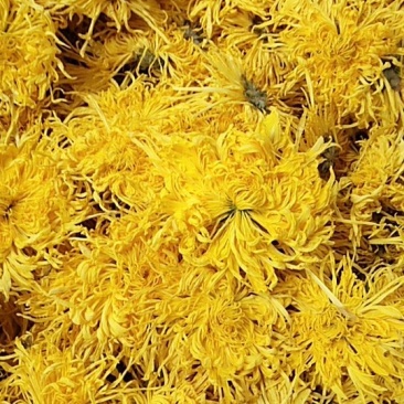 金丝皇菊