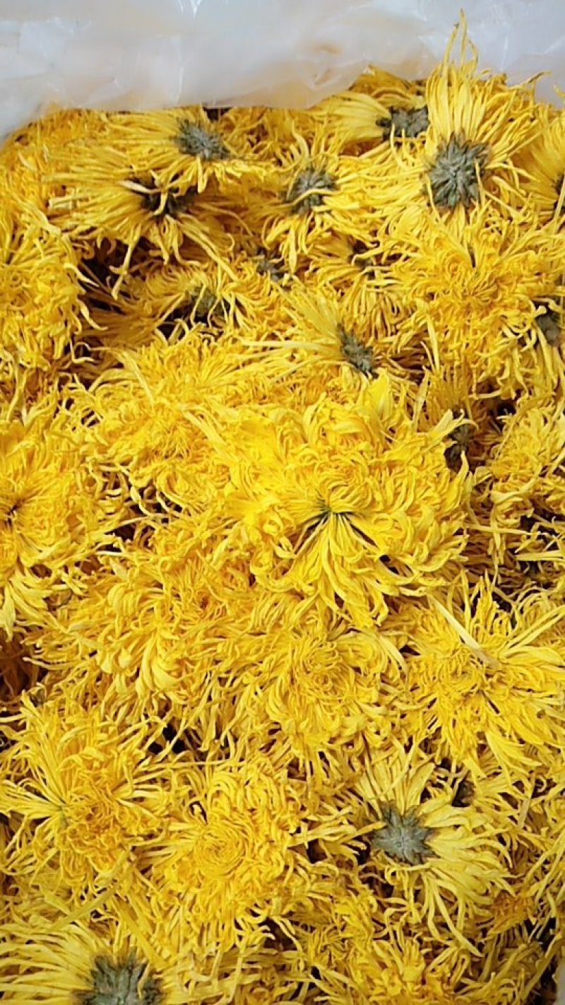 金丝皇菊