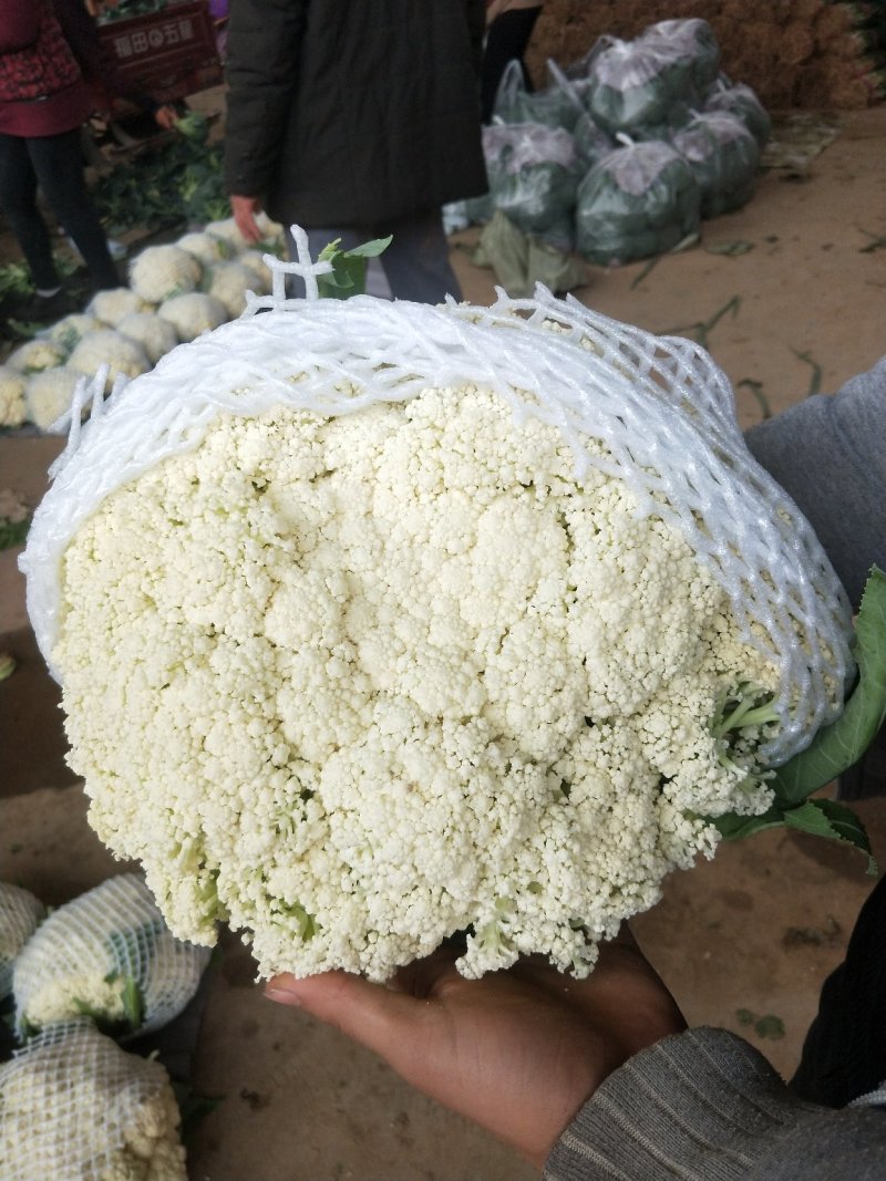 河北邯郸精品有机松花菜品质保证万亩基地电话联系