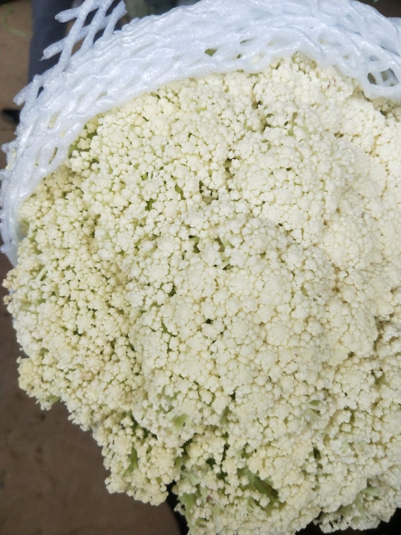 河北邯郸精品有机松花菜品质保证万亩基地电话联系