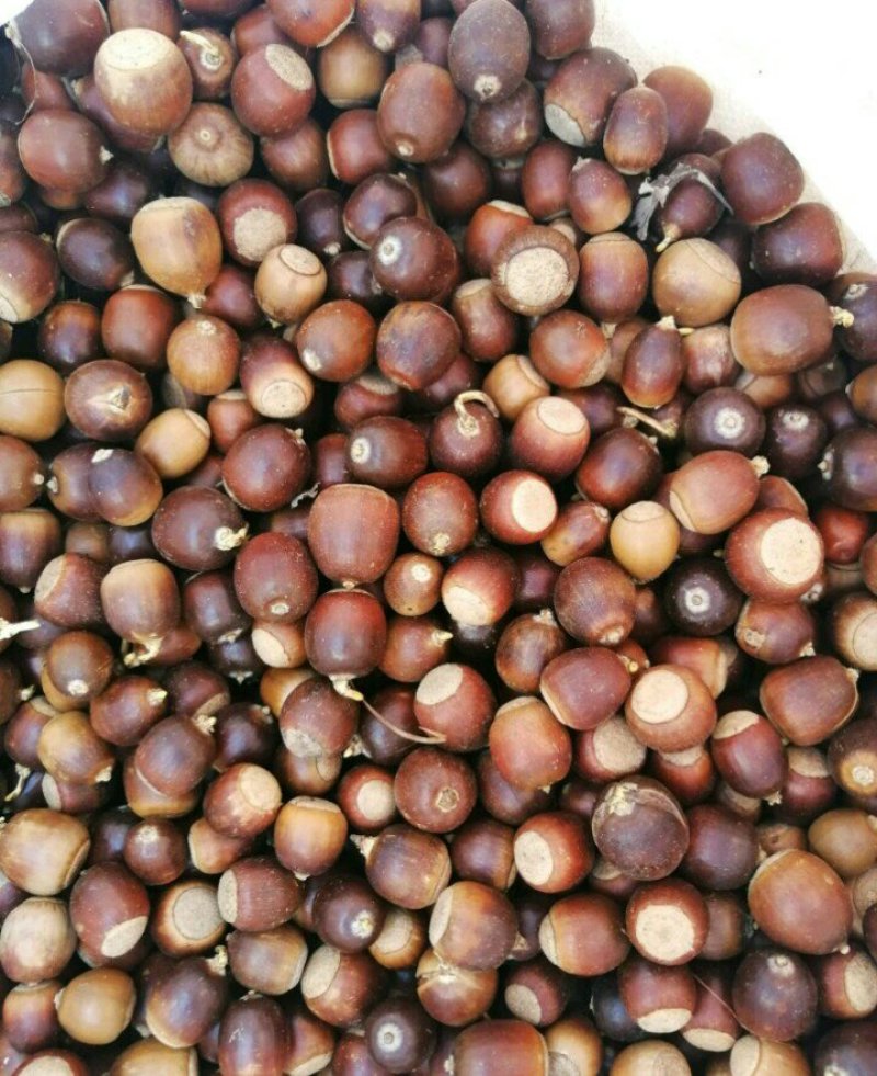 橡子，批发，新鲜货，干货