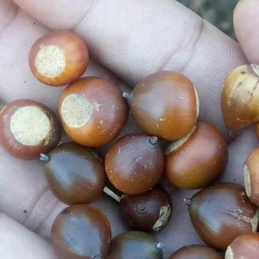 橡子，批发，新鲜货，干货