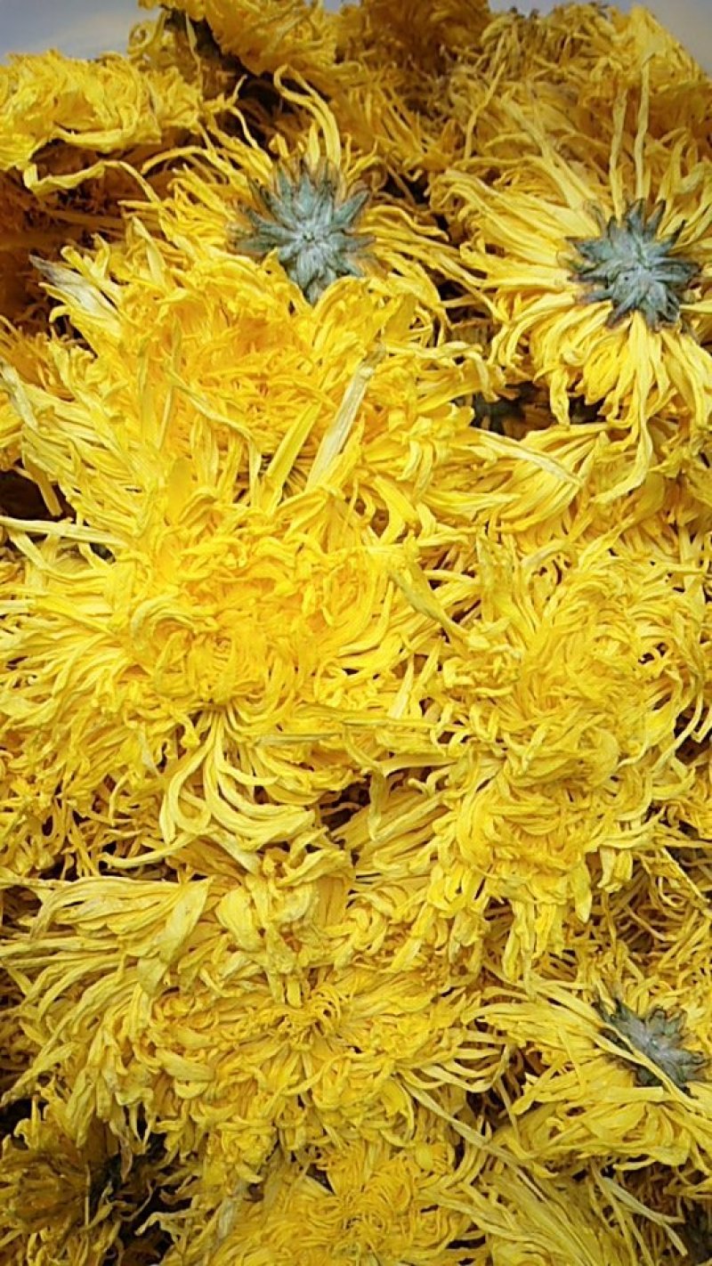 金丝皇菊
