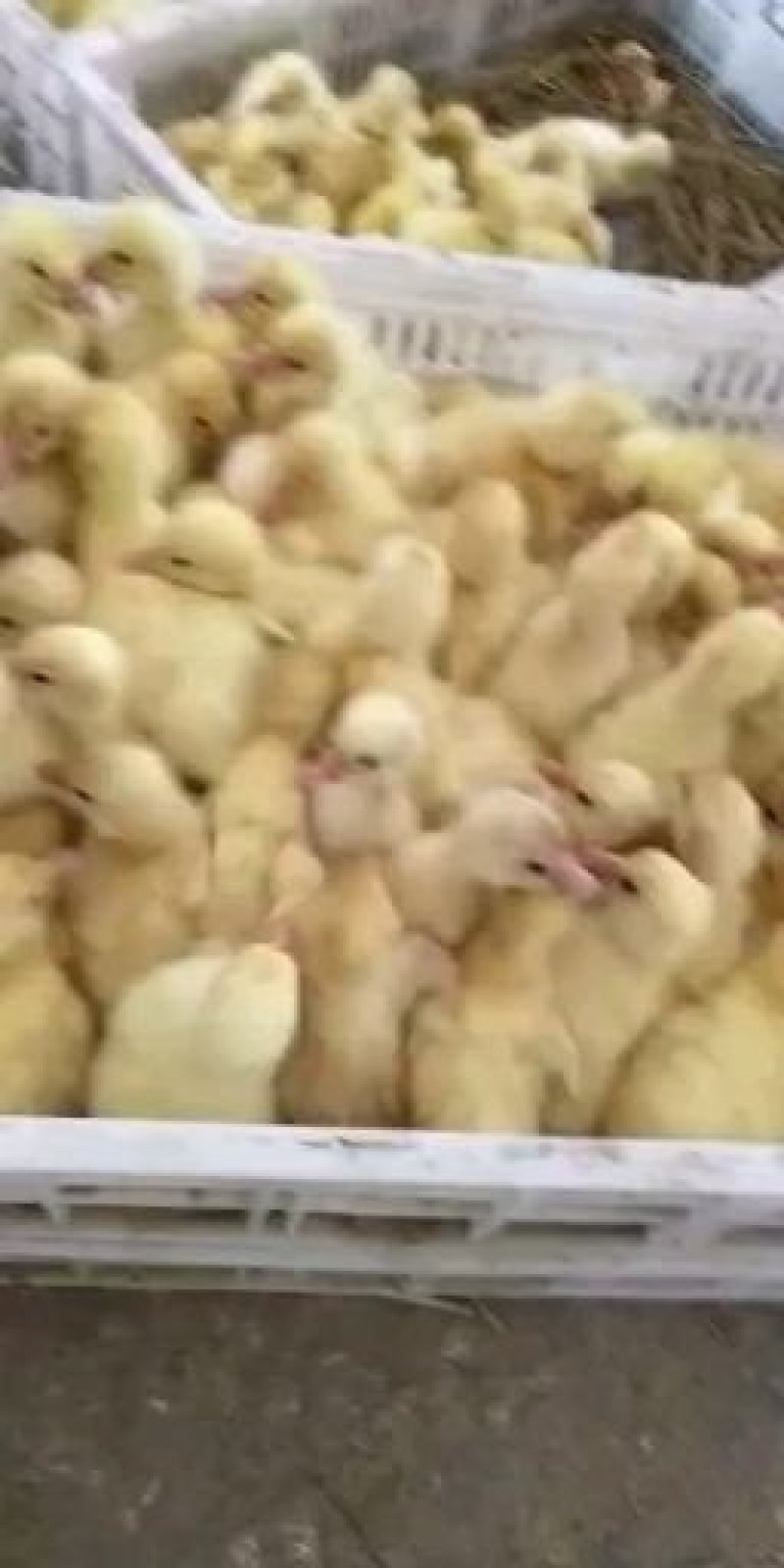 白狮头鹅苗