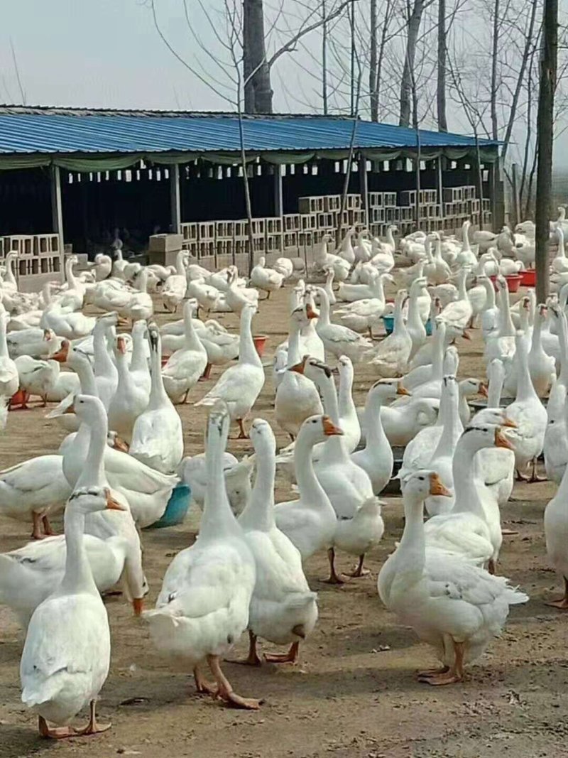 土肥鹅苗