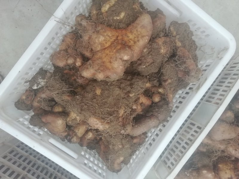 灵芝山药